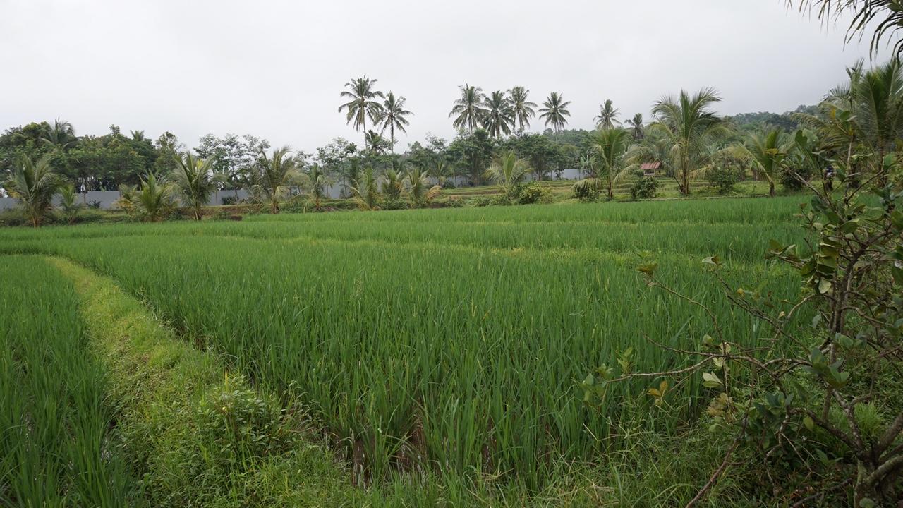 Resor Grand Harvest & Banyuwangi (East Java)